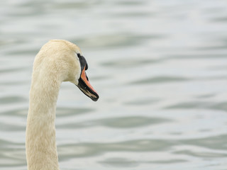 A portrait of a white swan 