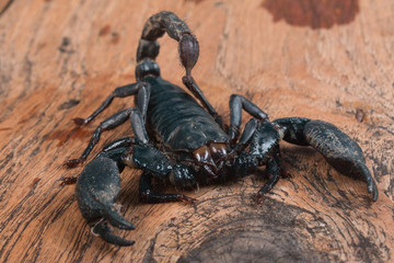 Big black Scorpion isolate on white background
