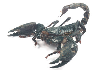 Big black Scorpion isolate on white background
