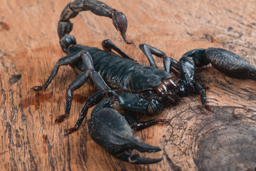 Big black Scorpion isolate on white background
