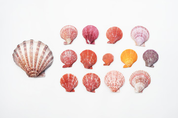 Shells isolated on white background