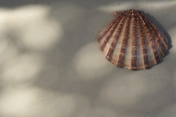 close up of shells for background