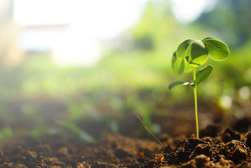 Green Plants Growth With Sun Flare In The Peaceful Morning 