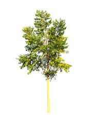 Tree isolated on white background