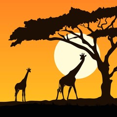 Fototapeta na wymiar beautiful giraffe silhouette