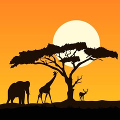 Wild animals silhouette with sunset