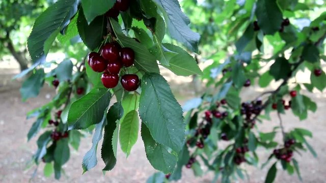 Ripe cherries on tree