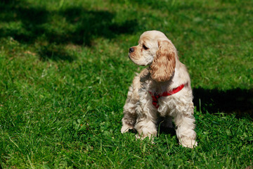 puppy American Cocker Spaniel