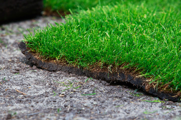 Green lawn grass in rolls