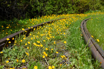 Old rusty rails. Tram tracks, overgrown with grass and dandelions. The concept of ecology, the outgoing fashion and nostalgia