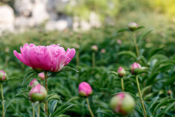 peonies in garden