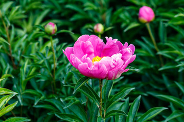 Obraz premium peonies in garden