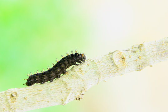 worm