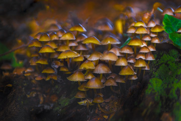 Wood muchrooms in autumn