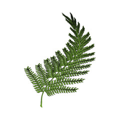 Bouquet of leaves icon vector illustration graphic design