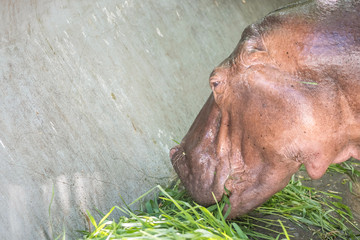Closeup hippopotamus eating grass in concrete pond at the zoo textured background with copy space