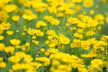 Fototapeta premium Daisy flowers - yellow flowers