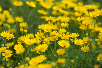 Obraz premium Daisy flowers - yellow flowers