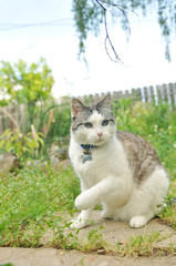 Gray and white cute cat with blue eyes playing in yard