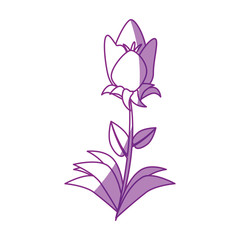 Beautiful ornamental flowers icon vector illustration graphic design