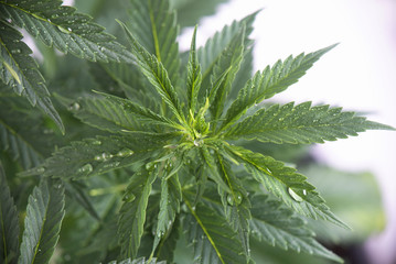 Cannabis plant with fresh green leaves and water drops isolated