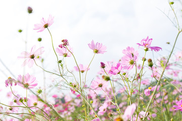 Obraz na płótnie Canvas Pink daisy field