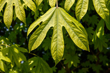 Obraz premium leaf