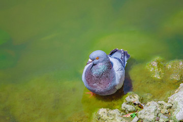pigeon bathe in clear water near the shore of the lake