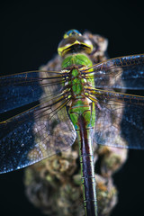 Dragonfly (green darner) over cannabis bud isolated over black background