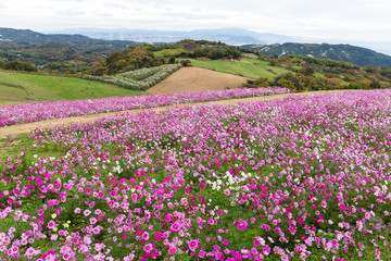 Fototapeta premium Cosmos flower farm