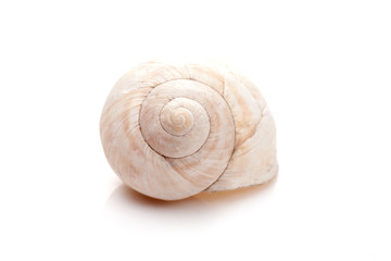 seashell on white