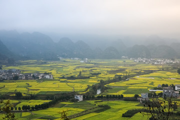 Naklejka premium yunnan landscape of rapeseed flowers field