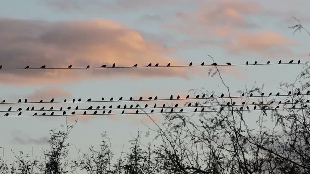 Group of birds gathered on telephone wires and silhouetted against a sunset