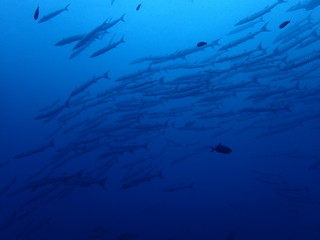 Fototapeta na wymiar インド洋のバラクーダの群れ