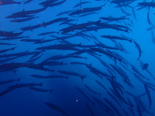 インド洋のバラクーダの群れ