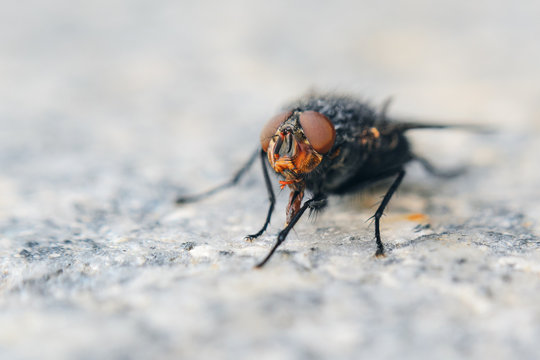 Fly on gray granite slab. Shallow depth of field background with insect