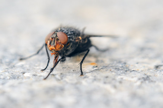 Fly on gray granite slab. Shallow depth of field background with insect