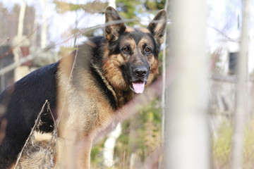 Dog german shepherd in village