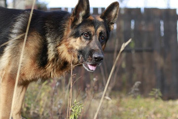 Dog german shepherd in village