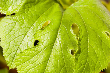 green leaf of pumpkin