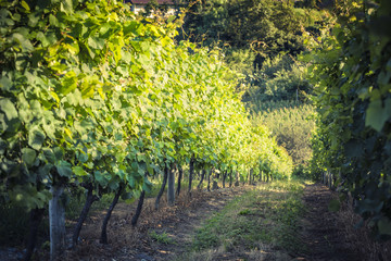 Vineyard countryside row , Spain. Shallow depth of field