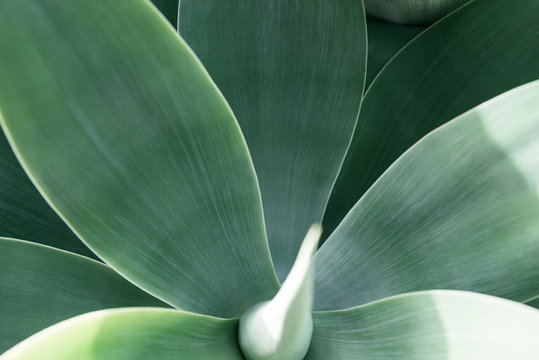 Agave Leaf Texture Background