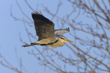 Grey Heron Ardea cinerea flying, natural background