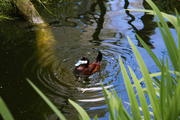 blue billed duck