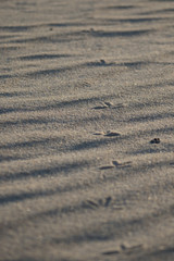 bird feet