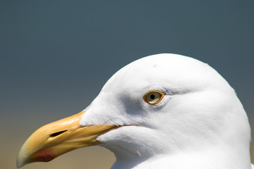 upclose seagull