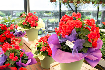 Flower shop outdoor stand with colorful flower pots