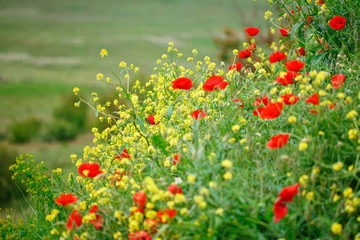 Yellow flowers and red poppies in the field.