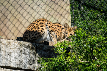 Serval - サーバル１