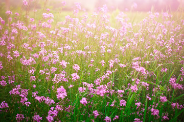 Obraz na płótnie Canvas Beautiful wild flowers in the green grass.
